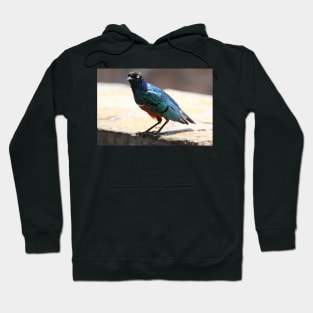 Superb Starling, Kenya Hoodie